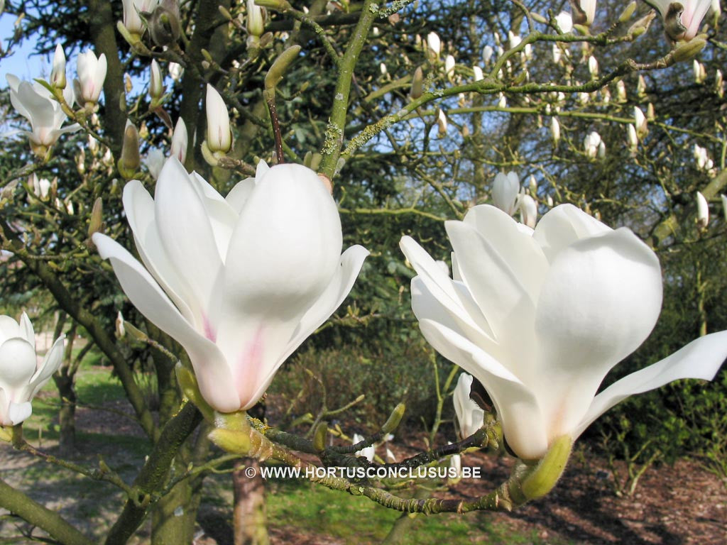 Magnolia zenii - Sierboom - Hortus Conclusus  - 1