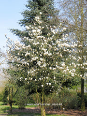 Magnolia zenii - Sierboom - Hortus Conclusus  - 2