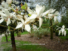 Magnolia zenii - Sierboom - Hortus Conclusus  - 4