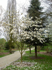 Magnolia zenii - Sierboom - Hortus Conclusus  - 5