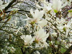 Magnolia zenii - Sierboom - Hortus Conclusus  - 6