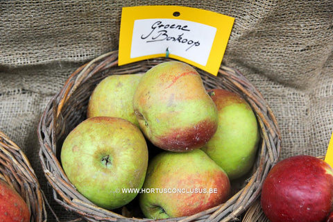 Malus domestica 'Belle de Boskoop'