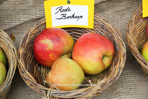 Malus domestica 'Belle de Boskoop Rouge'