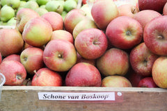 Malus domestica 'Belle de Boskoop Rouge' - Fruitboom - Hortus Conclusus  - 2