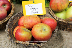 Malus domestica 'Cox's Orange Pippin' - Fruitboom - Hortus Conclusus  - 1