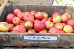 Malus domestica 'Cox's Orange Pippin' - Fruitboom - Hortus Conclusus  - 2