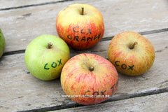 Malus domestica 'Cox's Orange Pippin' - Fruitboom - Hortus Conclusus  - 3