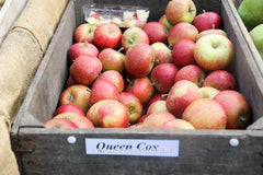 Malus domestica 'Cox's Orange Pippin' - Fruitboom - Hortus Conclusus  - 4
