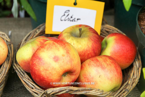 Malus domestica 'Elstar'