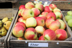 Malus domestica 'Elstar' - Fruitboom - Hortus Conclusus  - 2