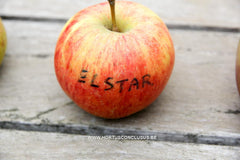 Malus domestica 'Elstar' - Fruitboom - Hortus Conclusus  - 3