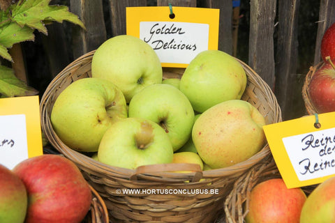 Malus domestica 'Golden Delicious'