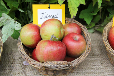 Malus domestica 'Idared'