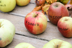 Malus domestica 'Idared' - Fruitboom - Hortus Conclusus  - 2