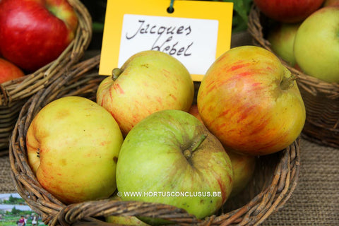 Malus domestica 'Jacques Lebel'