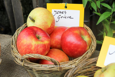 Malus domestica 'James Grieve'