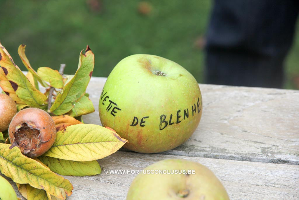 Malus domestica 'Reinette De Blenheim' - Fruitboom - Hortus Conclusus 