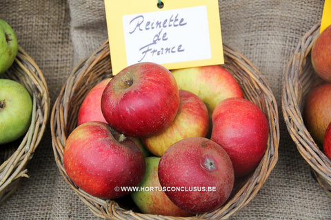 Malus domestica 'Reinette De France'