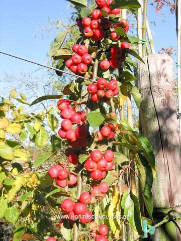 Malus 'Red Sentinel'