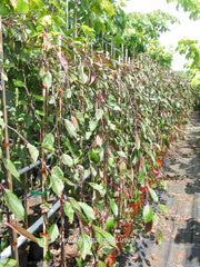 Malus 'Red Sentinel' - Sierboom - Hortus Conclusus  - 2