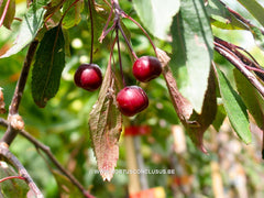 Malus 'Red Sentinel' - Sierboom - Hortus Conclusus  - 3