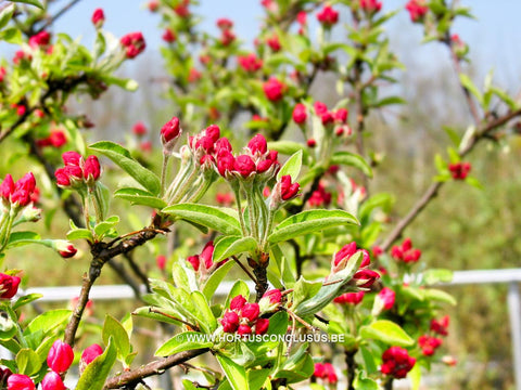 Malus sargentii 'Tina'