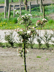 Malus sargentii 'Tina' - Sierboom - Hortus Conclusus  - 3