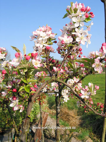 Malus x platycarpa 'Pom - Zai'