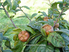 Mespilus germanica 'Flanders Giant' ® - Sierboom - Hortus Conclusus  - 1