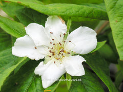 Mespilus germanica 'Flanders Giant' ® - Sierboom - Hortus Conclusus  - 3