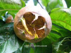 Mespilus germanica 'Flanders Giant' ® - Sierboom - Hortus Conclusus  - 4