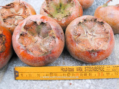 Mespilus germanica 'Flanders Giant' ® - Sierboom - Hortus Conclusus  - 5