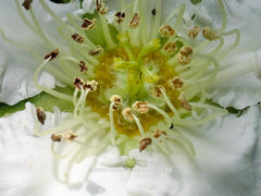 Mespilus germanica 'Flanders Giant' ® - Sierboom - Hortus Conclusus  - 6