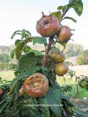 Mespilus germanica 'Flanders Giant' ® - Sierboom - Hortus Conclusus  - 14