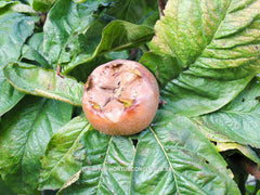 Mespilus germanica 'Flanders Giant' ® - Sierboom - Hortus Conclusus  - 15