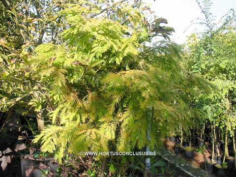 Metasequoia glyptostroboides 'Matthaei'