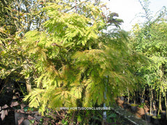 Metasequoia glyptostroboides 'Matthaei' - Konifeer - Hortus Conclusus  - 1
