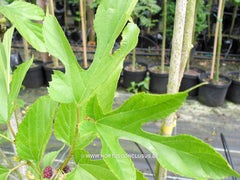 Morus alba 'Laciniata' - Sierboom - Hortus Conclusus  - 2