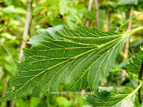 Morus alba 'Venosa'