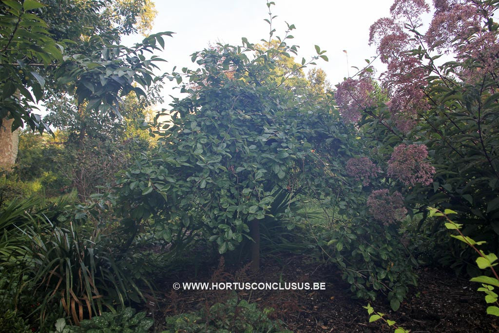 Nyssa sylvatica 'Autumn Cascade' - Sierboom - Hortus Conclusus 