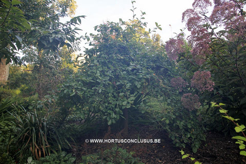 Nyssa sylvatica 'Autumn Cascade'