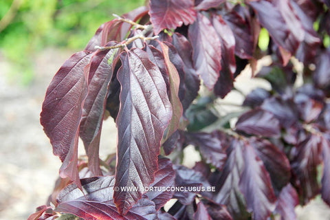 Parrotia persica 'Bella'