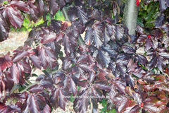 Parrotia persica 'Bella' - Sierboom - Hortus Conclusus  - 2
