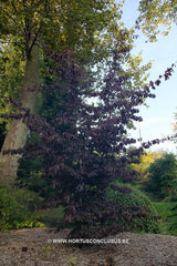 Parrotia persica 'Bella' - Sierboom - Hortus Conclusus  - 3