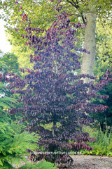 Parrotia persica 'Bella' - Sierboom - Hortus Conclusus  - 4