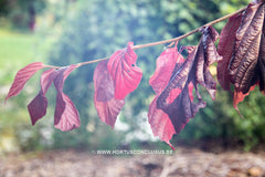 Parrotia persica 'Bella' - Sierboom - Hortus Conclusus  - 5
