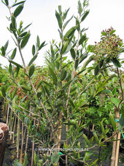 Phillyrea angustifolia - Heester - Hortus Conclusus  - 1