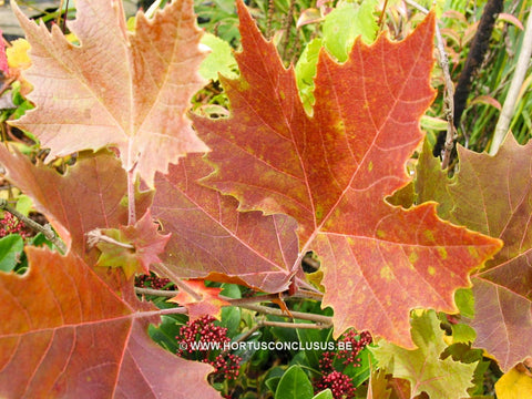 Platanus orientalis 'Mirkovec'