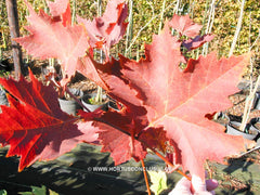 Platanus orientalis 'Mirkovec' - Sierboom - Hortus Conclusus  - 3