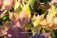 Platanus orientalis 'Mirkovec' - Sierboom - Hortus Conclusus  - 5
